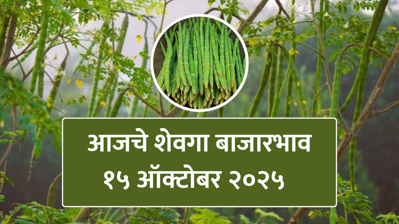 आजचे शेवगा बाजारभाव - १५ ऑक्टोबर २०२५