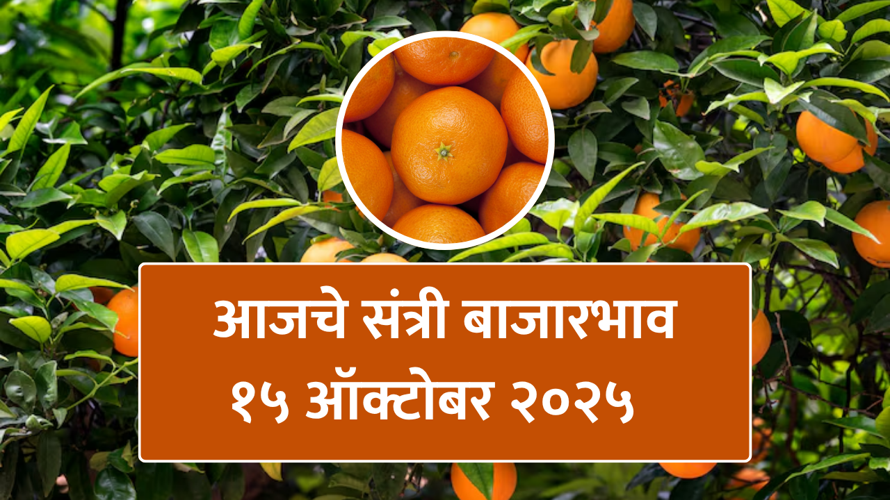 आजचे संत्री बाजारभाव – १५ ऑक्टोबर २०२५